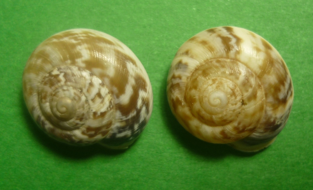 Marmorana muralis